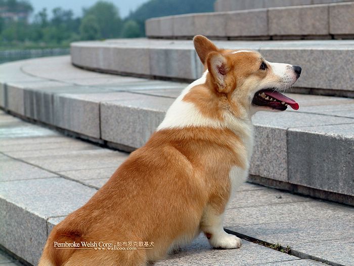 明星短腿狗壁纸彭布罗克威尔士柯基犬